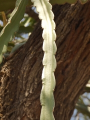 Hylocereeae
