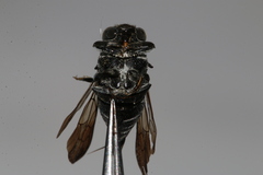 Coelioxys