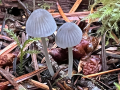 Mycena amicta