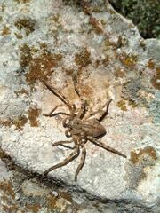Eusparassus