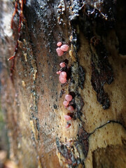 Ascocoryne sarcoides