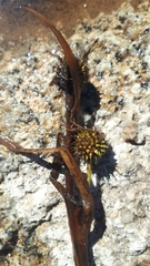 Sparganium angustifolium