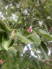 Magnolia