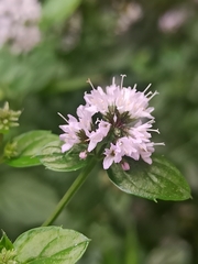 Mentha aquatica