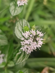 Mentha aquatica