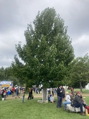 Magnolia