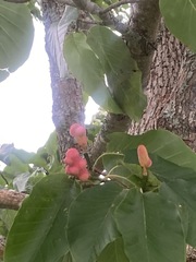 Magnolia