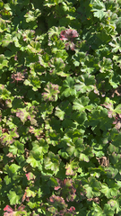 Geranium × cantabrigiense