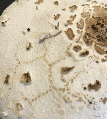 Chlorophyllum molybdites