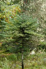 Abies alba