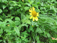 Arnica unalaschcensis
