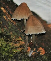 Mycena subgalericulata