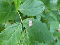 Choristoneura fumiferana