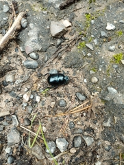 Anoplotrupes stercorosus