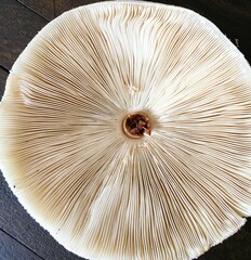 Chlorophyllum molybdites