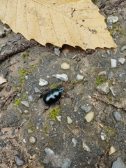Anoplotrupes stercorosus