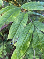 Sambucus racemosa