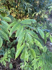 Sambucus racemosa
