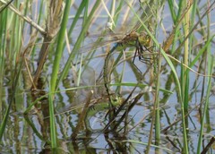 Anax ephippiger