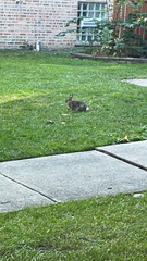 Sylvilagus floridanus