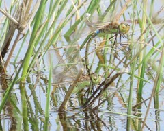 Anax ephippiger