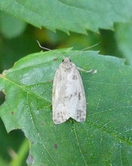 Choristoneura fumiferana