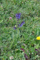 Salvia pratensis