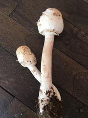 Chlorophyllum molybdites