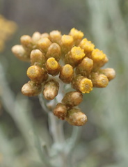 Helichrysum revolutum