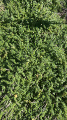 Thymus × citriodorus