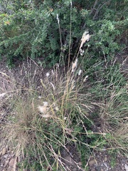 Bothriochloa barbinodis