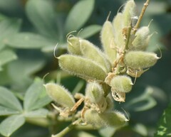 Lupinus burkei