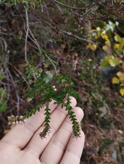 Calluna vulgaris