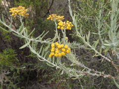 Helichrysum revolutum