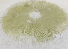Chlorophyllum molybdites