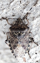 Rhaphigaster nebulosa