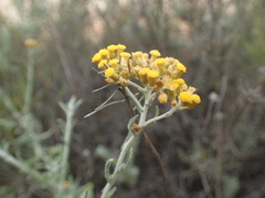 Helichrysum revolutum
