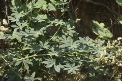 Lupinus burkei