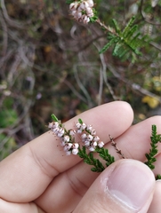 Calluna vulgaris