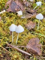 Mycena epipterygia