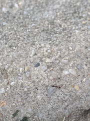 Pheidole obscurithorax