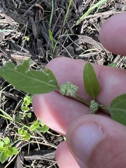 Chenopodium berlandieri