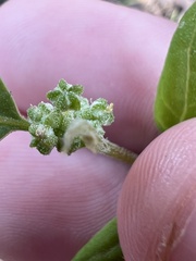 Chenopodium berlandieri