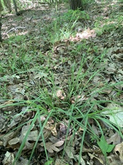 Carex hirsutella