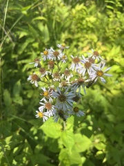 Doellingeria umbellata