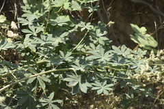 Lupinus burkei