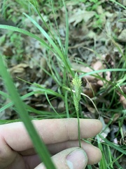 Carex hirsutella