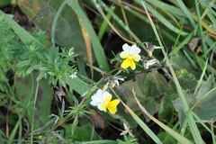 Viola arvensis