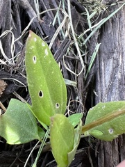 Chenopodium berlandieri