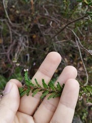 Calluna vulgaris